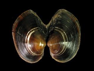 Anodonta (Sinanodonta) woodiana